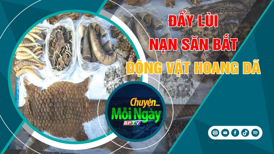 CHUYỆN MỖI NGÀY 5-11-2024 |BPTV