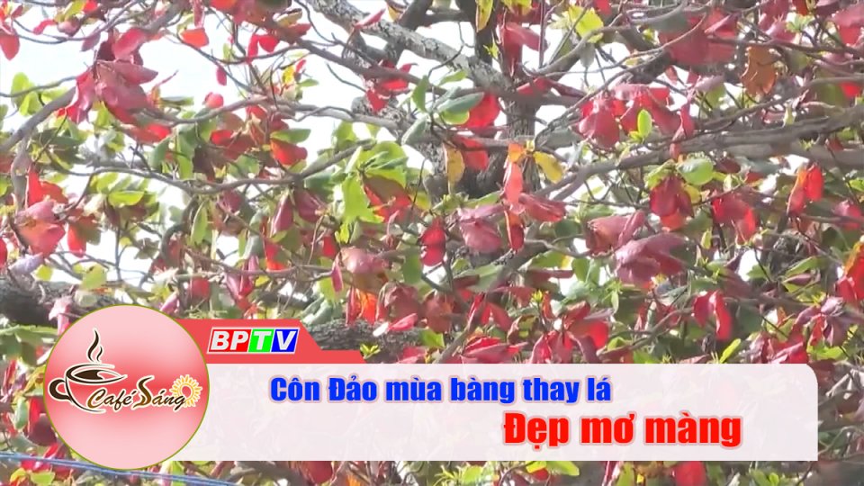 Côn Đảo đẹp ngỡ ngàng mùa bàng thay lá |Cà phê sáng 15-2-2022 |BPTV