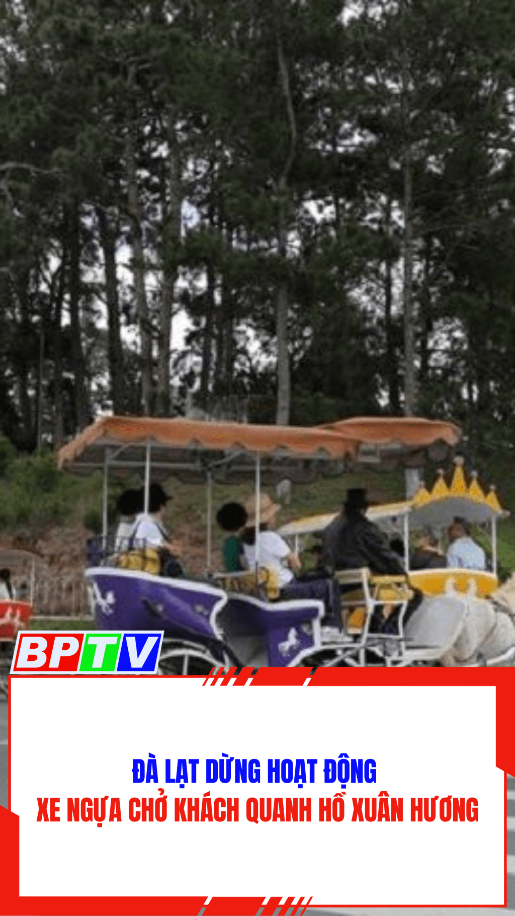 Đà Lạt dừng hoạt động xe ngựa chở khách quanh Hồ Xuân Hương #shorts