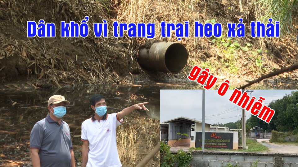 Dân bị "hành" vì trang trại heo xả thải gây ô nhiễm môi trường nghiêm trọng | BPTV