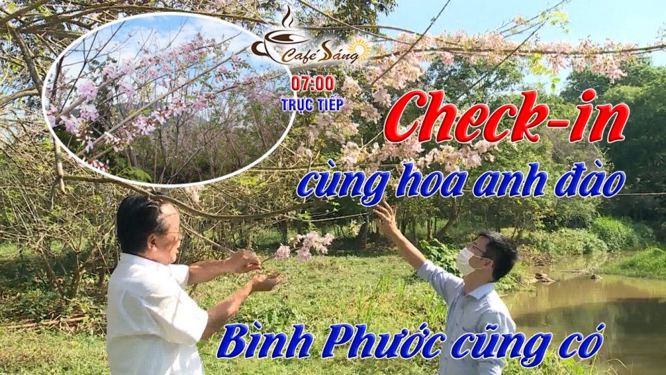 Đến Bình Phước chek-in cùng hoa anh đào rực rỡ |Cà phê sáng 15-1-2022 |BPTV