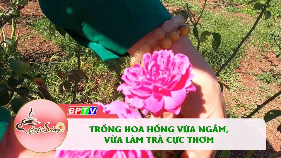 Đến Bình Phước thưởng thức trà hoa hồng organic |Cà phê sáng 17-1-2022 |BPTV