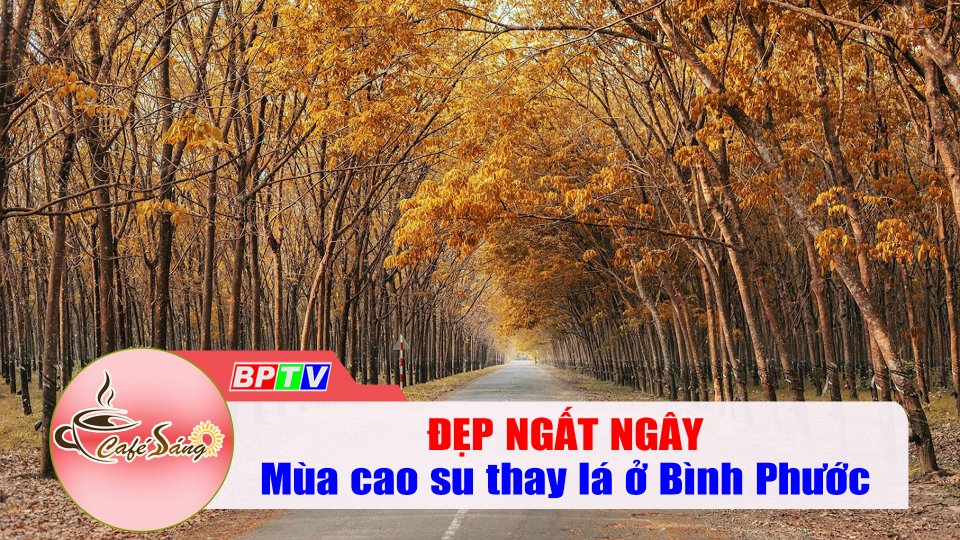 Đẹp nao lòng mùa cao su thay lá ở Bình Phước |Cà phê sáng 19-1-2022 |BPTV