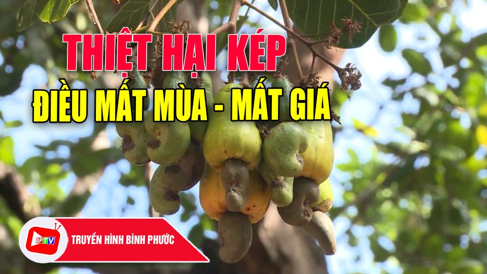 Điều mất mùa - mất giá: Nông dân đứng trước nguy cơ thua lỗ |BPTV