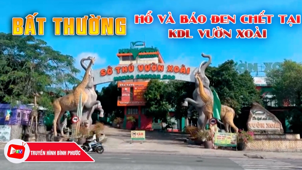 Điều tra nguyên nhân 20 con hổ và 1 con báo đen chết bất thường tại KDL Vườn Xoài |BPTV