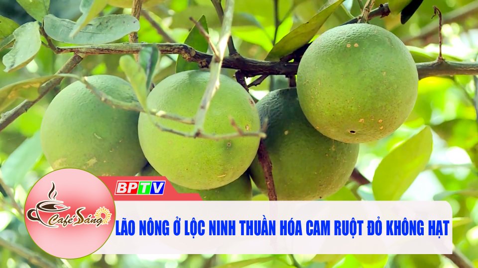 Độc đáo vườn cam ruột đỏ của lão nông ở Lộc Ninh |Cà phê sáng 8-6-2022 |BPTV