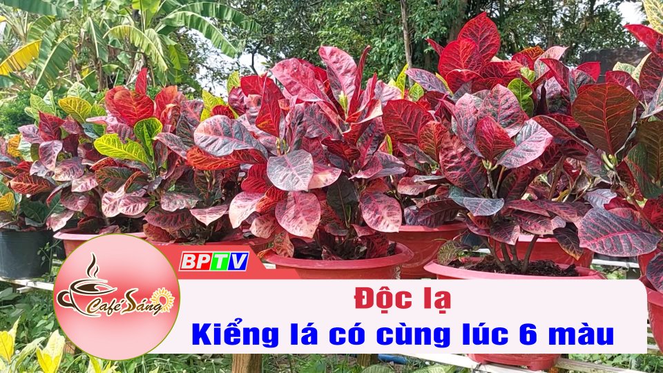 Độc lạ giống kiểng lá có cùng lúc 6 màu trên cùng 1 cây | Cà phê sáng 16-11-2022 || BPTV