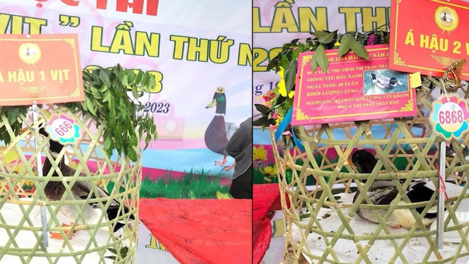 Độc - Lạ Lạng Sơn: "Hoa hậu" vịt bán đấu giá 35 triệu đồng 