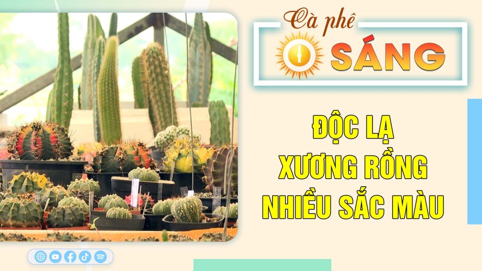 Độc lạ thú trồng và chăm sóc xương rồng nhiều sắc màu |Cà phê sáng 20-8-2023 ||BPTV