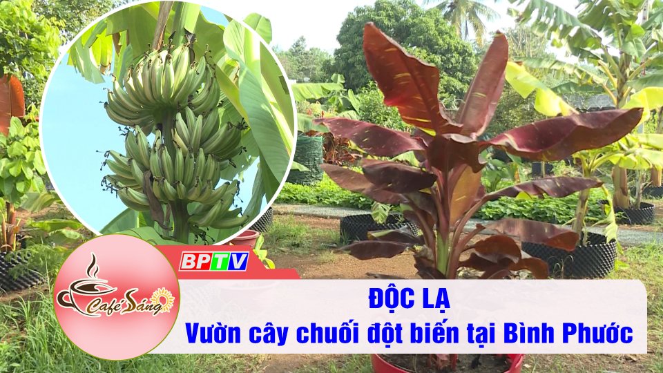 Độc lạ vườn cây chuối đột biến tại Bình Phước | Cà phê sáng 9-3-2022 | BPTV