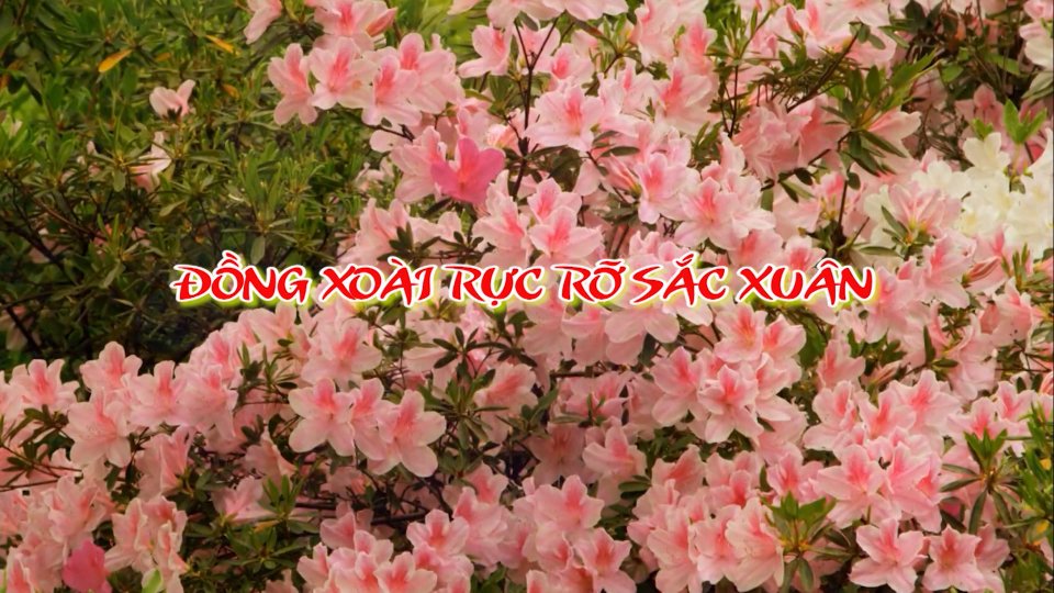 Đồng Xoài rực rỡ sắc xuân