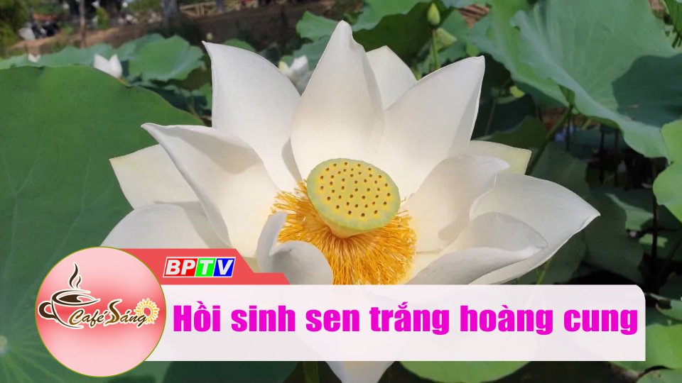 Đưa sen trắng trở lại chốn hoàng cung |Cà phê sáng 23-7-2022 |BPTV