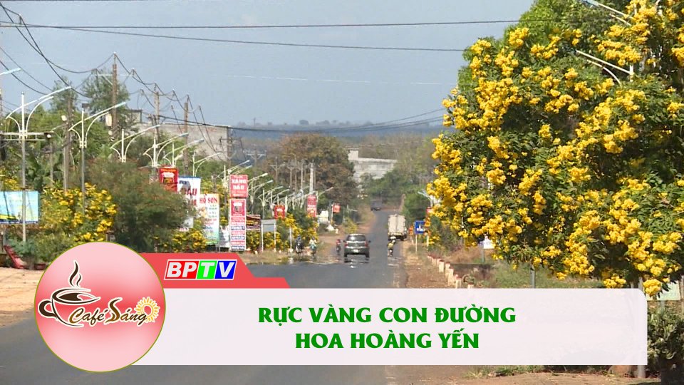 Đường hoa Hoàng Yến đẹp nao lòng |Cà phê sáng 23-1-2022 |BPTV