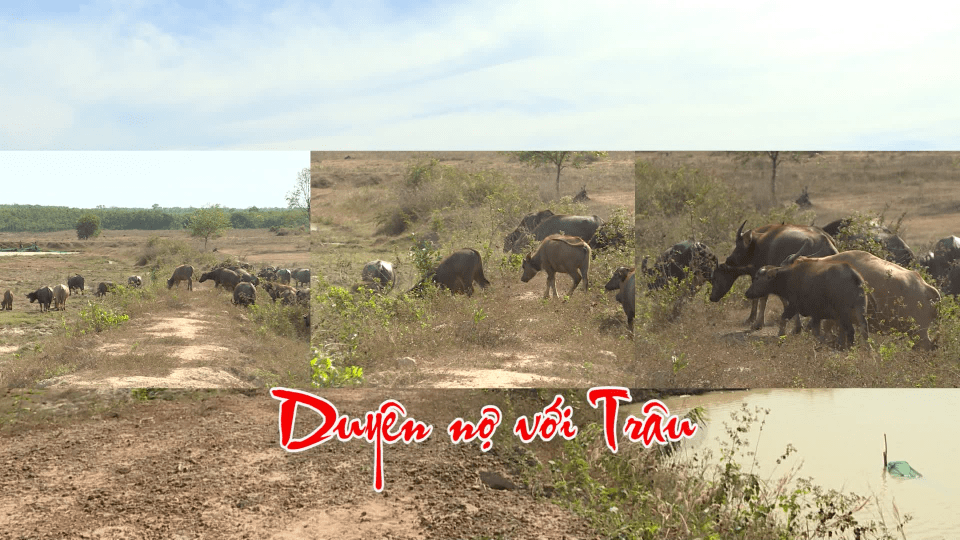Duyên nợ với trâu