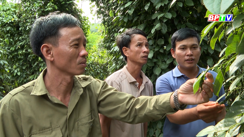 Gặp gỡ nông dân sản xuất kinh doanh giỏi Nguyễn Văn Phác