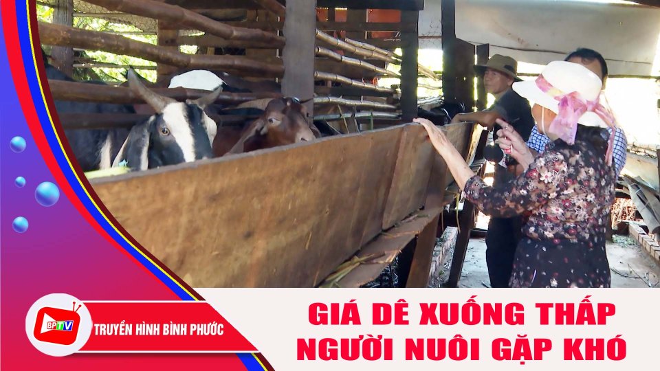 Giá dê xuống thấp, người nuôi gặp khó