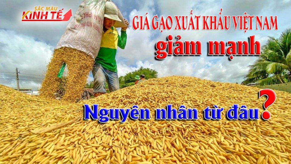 Giá gạo xuất khẩu Việt Nam “chạm đáy” |Sắc màu kinh tế 23-8-2021 |BPTV