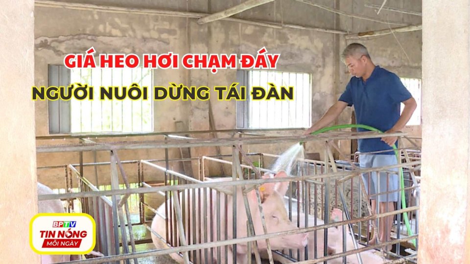 Giá heo hơi chạm đáy, người nuôi dừng tái đàn 