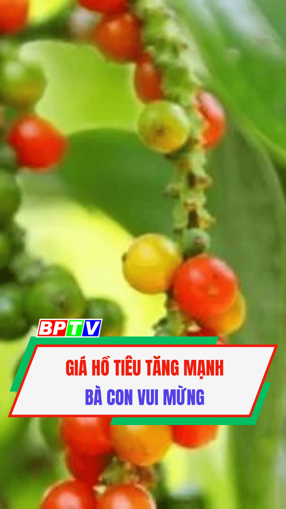 Gi&aacute; hồ ti&ecirc;u tăng mạnh b&agrave; con vui mừng #shorts