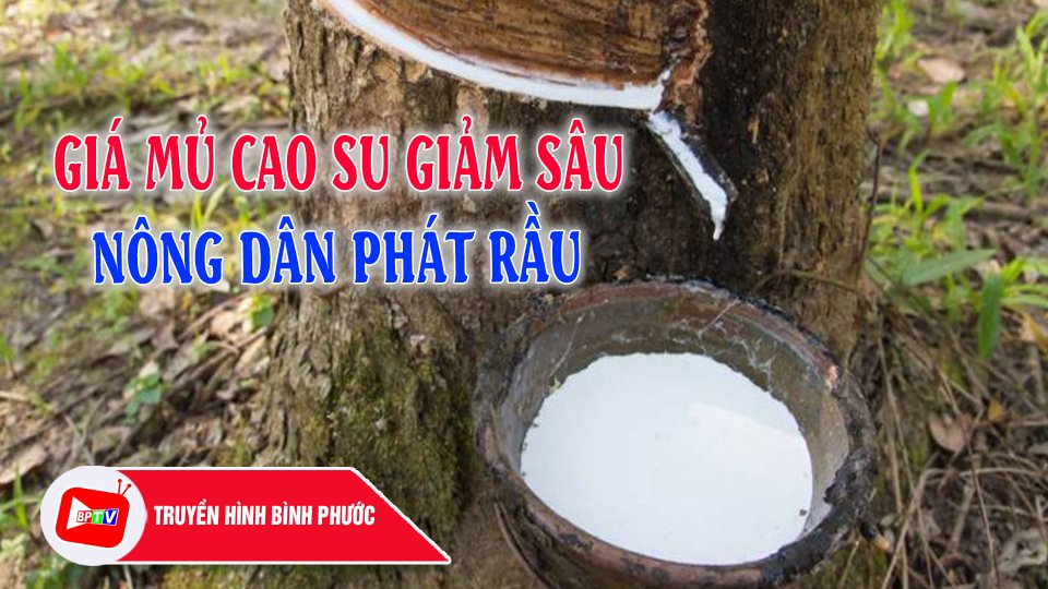 Giá mủ giảm sâu, người trồng cao su lo lắng |BPTV
