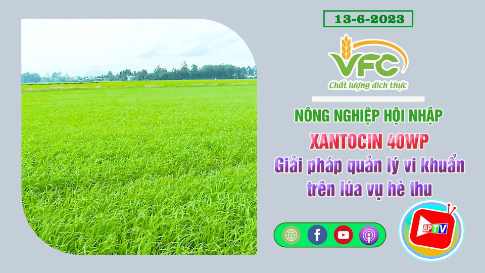 XANTOCIN 40WP - Giải pháp quản lý vi khuẩn trên lúa vụ hè thu ||VFC - Nông nghiệp hội nhập