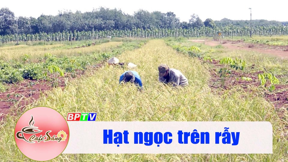  Hạt ngọc trên rẫy |Cà phê sáng 17-11-2022 ||BPTV
