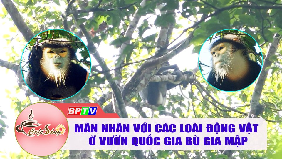 Hệ sinh thái đa dạng ở Vườn quốc gia Bù Gia Mập |Cà phê sáng 16-4-2022|BPTV