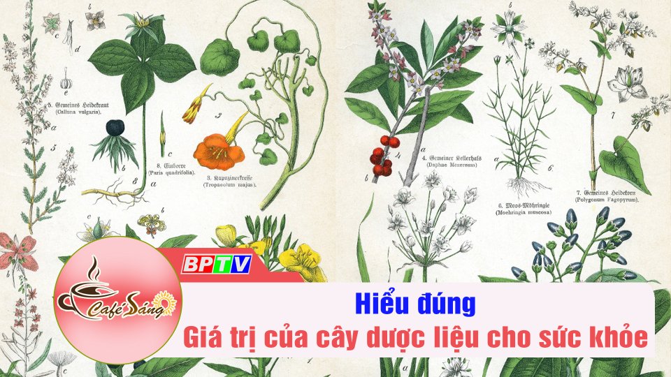 Hiểu đúng về giá trị của cây dược liệu cho sức khỏe | Cà phê sáng 29-10-2022 || BPTV