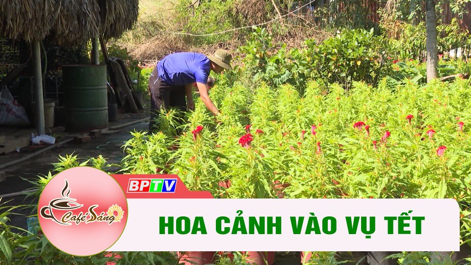 Hoa cảnh vào vụ Tết | Cà phê sáng 15-12-2022 || BPTV