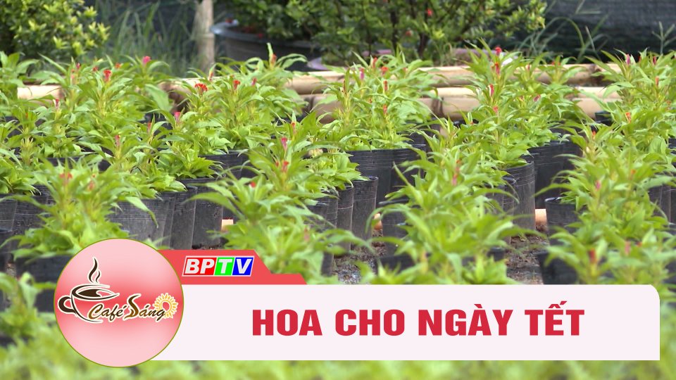 Hoa cho ngày Tết | Cà phê sáng 9-12-2022 || BPTV