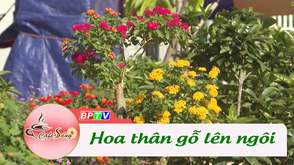 Hoa thân gỗ lên ngôi | Cà phê sáng 21-12-2022 || BPTV
