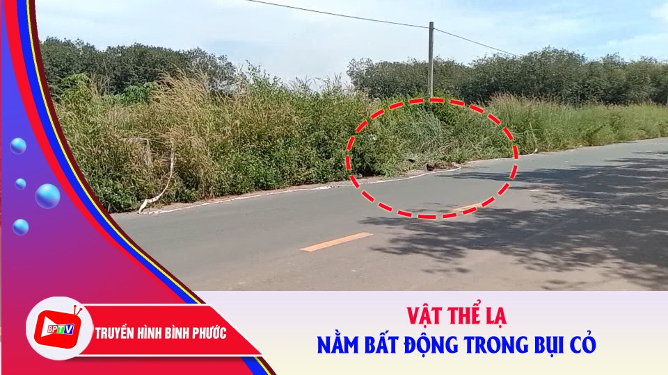 Hoảng hồn khi phát hiện vật thể lạ nằm bất động trong bụi cỏ |BPTV