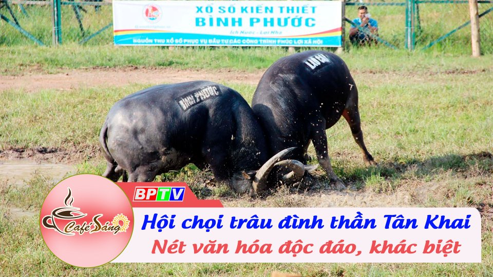 Hội chọi trâu đình thần Tân Khai: Nét văn hóa độc đáo, khác biệt | Cà phê sáng 11-9-2022 || BPTV