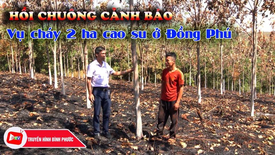 Hồi chuông cảnh báo từ vụ cháy 2 ha cao su ở Đồng Phú |BPTV