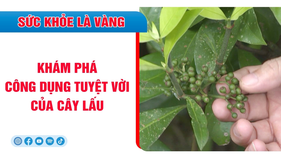 [🔴] Khám phá công dụng tuyệt vời của cây lấu |Sức khỏe là vàng ||BPTV