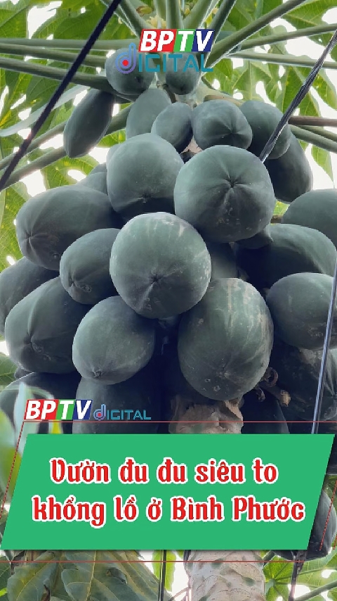 Khám phá vườn đu đu SIÊU TO KHỔNG LỒ ở Bình Phước #shorts