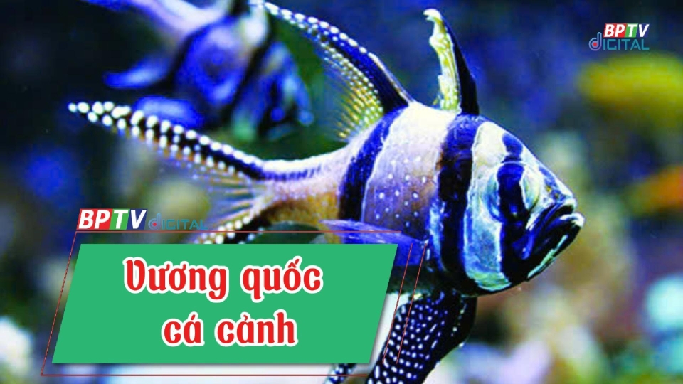 Khám phá vương quốc cá cảnh  |BPTV Digital