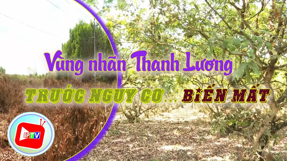 Khó khăn chồng khó khăn: Nguy cơ mất vùng nhãn Thanh Lương 