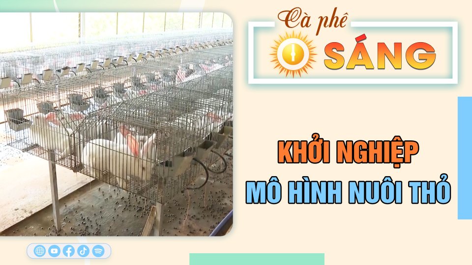 Khởi nghiệp từ mô hình nuôi thỏ | Cà phê sáng 26-5-2023 || BPTV