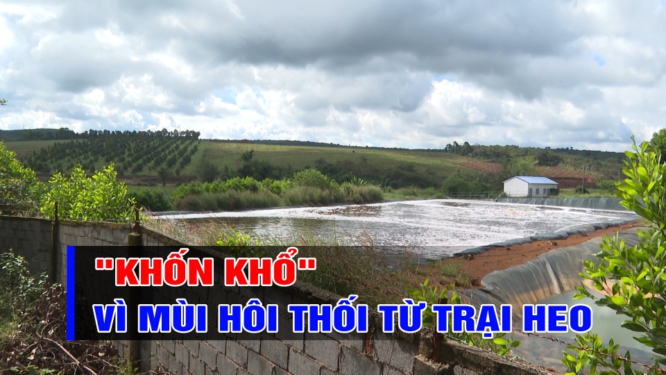 "Khốn khổ" vì mùi hôi thối từ trại heo