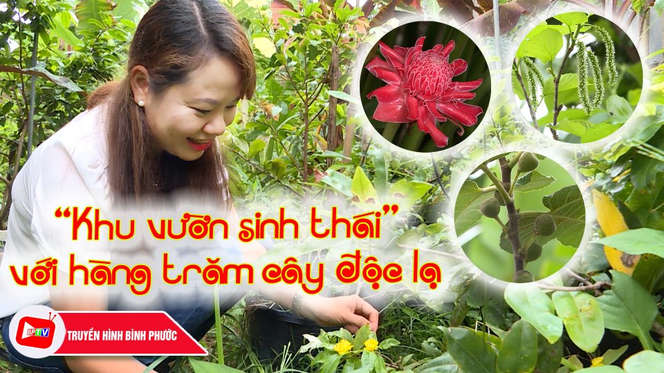 “Khu vườn sinh thái" với hàng chục cây độc lạ ở thành phố Đồng Xoài |BPTV