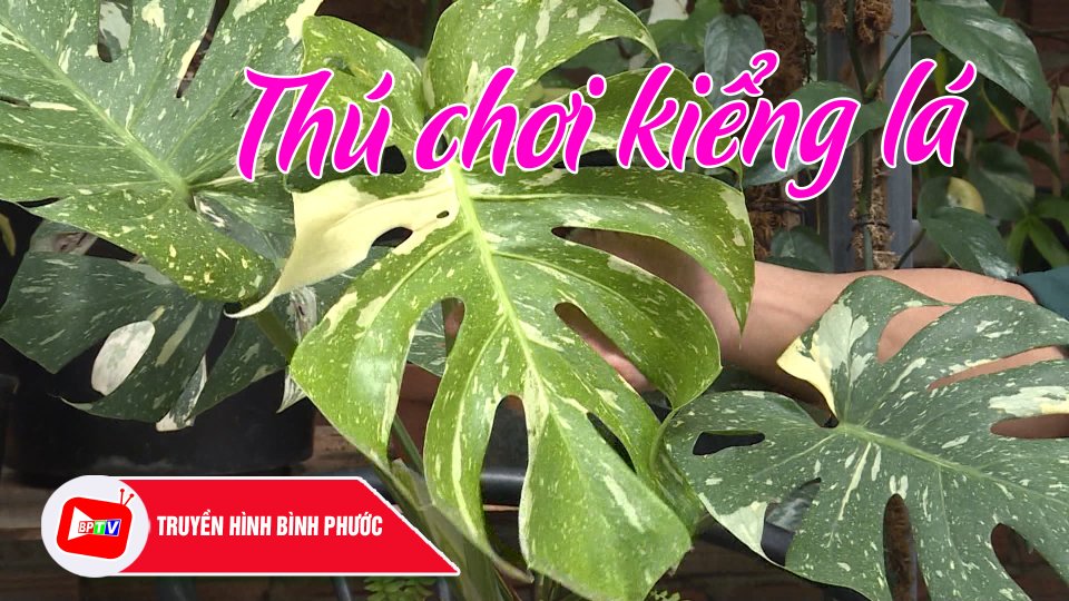 Kiểng lá - thú chơi nâng tầm cây cảnh |BPTV