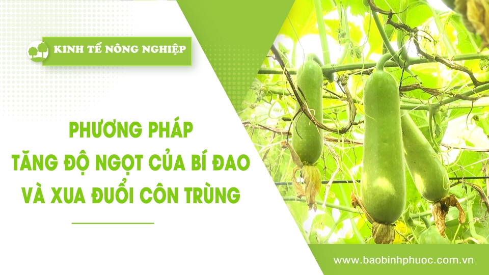 Kinh tế nông nghiệp 10-1-2025|Thông tin hữu ích ||BPTV