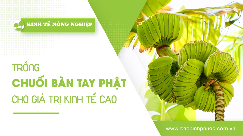🍀Kinh tế nông nghiệp 10-3-2025 | Thông tin hữu ích | BPTV