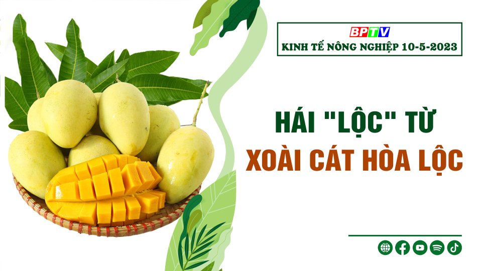 🍀Kinh tế nông nghiệp 10-5-2023 | Hái "lộc" từ Xoài Cát Hòa Lộc