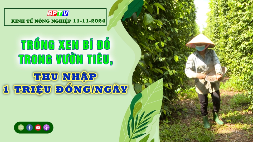 Kinh tế nông nghiệp 11-11-2024 |Thông tin hữu ích ||BPTV