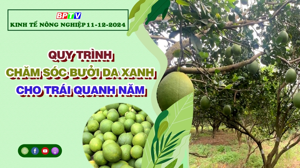 🔴 Kinh tế nông nghiệp 11-12-2024|Thông tin hữu ích ||BPTV