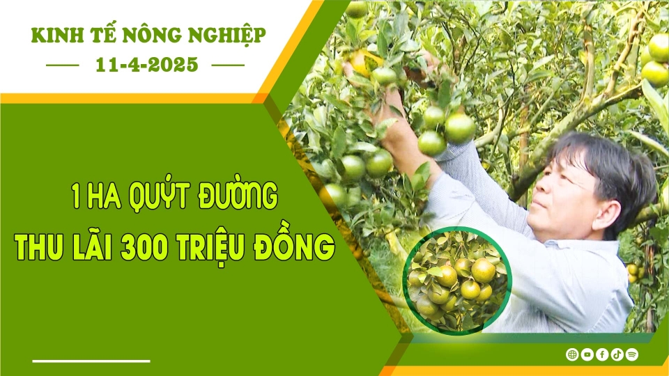 [🔴] Kinh tế nông nghiệp 11-4-2025 |Thông tin hữu ích ||BPTV