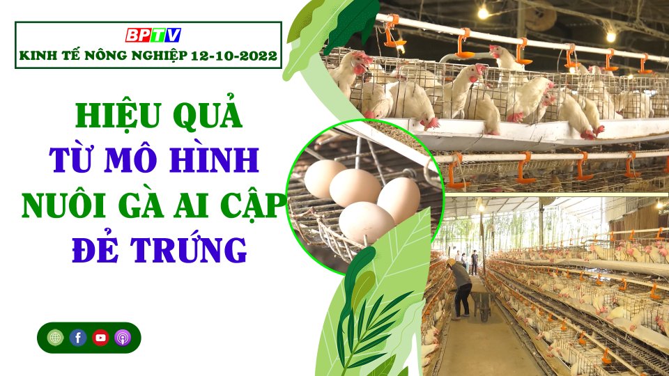 Kinh tế nông nghiệp 12-10-2022| Hiệu quả từ mô hình nuôi gà Ai Cập đẻ trứng