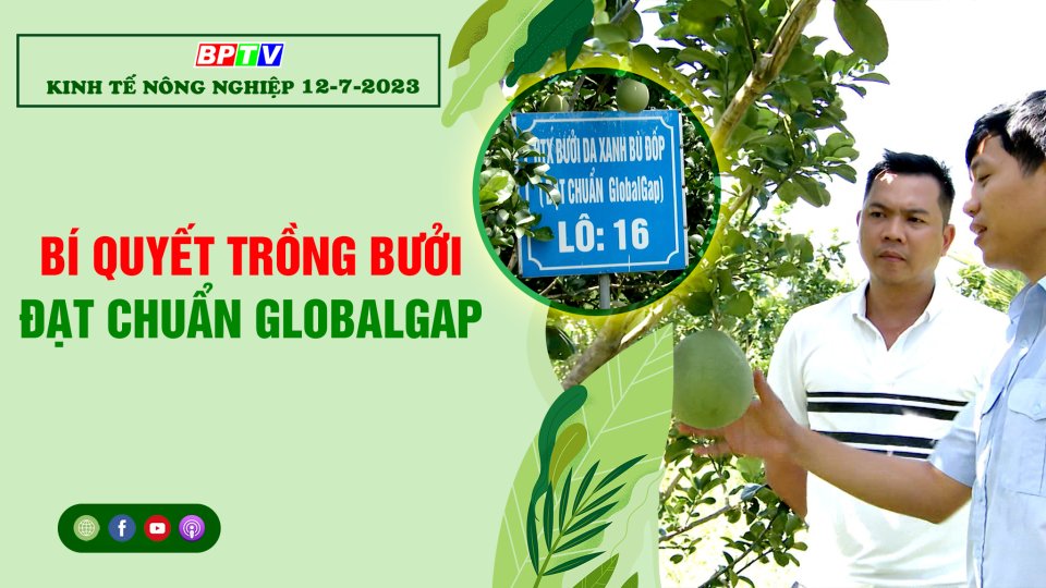 Kinh tế nông nghiệp 12-7-2023 | Bí quyết trồng bưởi đạt chuẩn GLOBALGAP